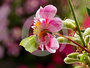 Butterfly Gonepteryx rhamni on a dahlia flower