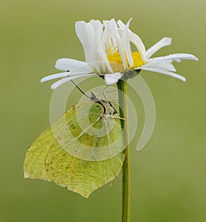 Butterfly Gonepteryx rhamni on the on a daisy flower