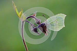 Butterfly Gonepteryx rhamni, on the flower