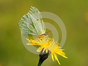 Butterfly Gonepteryx rhamni sitting on the flower.