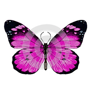 Butterfly graphics, sketch vector