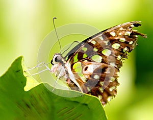 Butterfly Graphium agamemnon