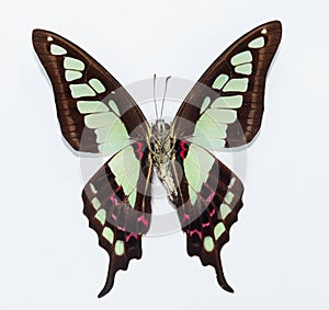 Butterfly (Graphium cloanthus)