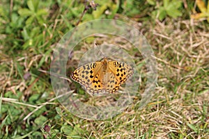 Butterfly in the grass