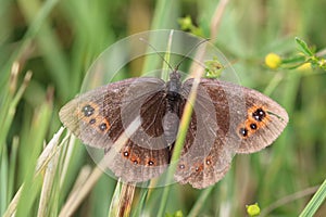 Butterfly in the grass