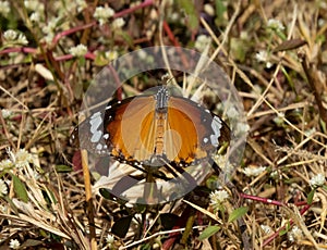 Butterfly in Grass.