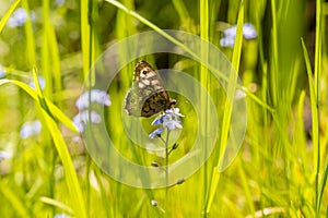 Butterfly in the grass