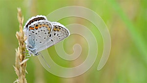 Butterfly on grass