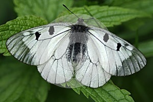 Butterfly on a grass. Black Apollo (Mnemosyne)