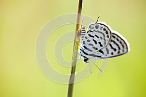 A butterfly on grass blade