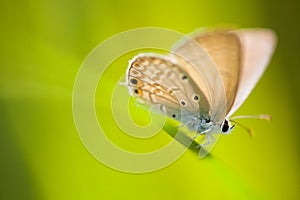 Butterfly on grass blade