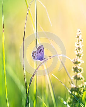 Butterfly on the grass