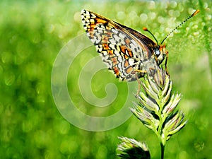 Butterfly on the grass