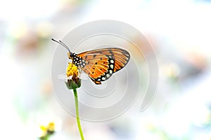 A butterfly on grass flower and natural background