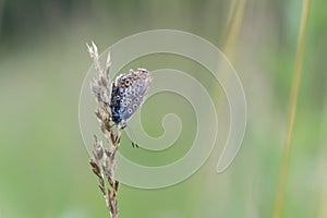 Butterfly on the grass flower. Slovakia