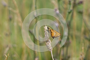 Butterfly on the grass flower. Slovakia