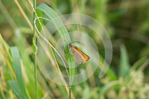 Butterfly on the grass flower. Slovakia