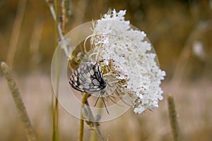 Butterfly on the grass flower. Slovakia