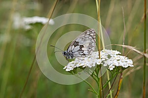 Butterfly on the grass flower. Slovakia