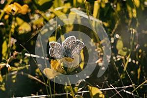 Butterfly on the grass flower. Slovakia