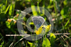 Butterfly on the grass flower. Slovakia