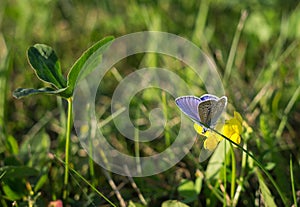 Butterfly on the grass flower. Slovakia