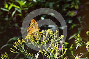 Butterfly on the grass flower. Slovakia