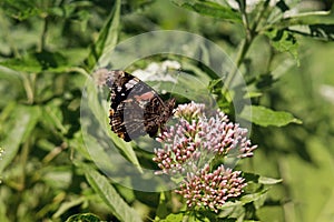 Butterfly on the grass flower. Slovakia