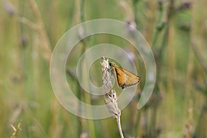 Motýľ na kvete trávy. Slovensko