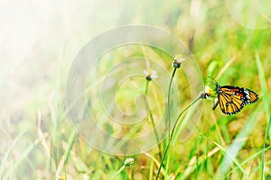 Butterfly on grass flower with soft dreamy background