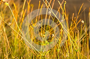 Butterfly on grass flower and wide aperture technical photograph