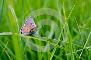 Mariposa sobre el césped 