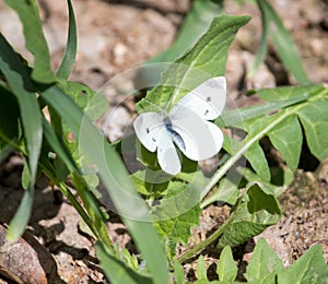 Butterfly on the grass in spring