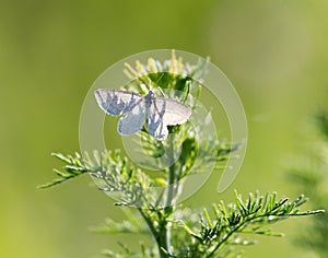 Butterfly on the grass in spring