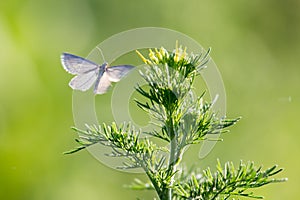 Butterfly on the grass in spring