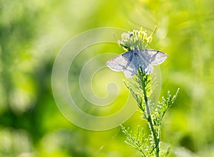 Butterfly on the grass in spring