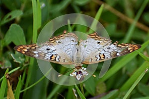 Butterfly in grass at the swamp