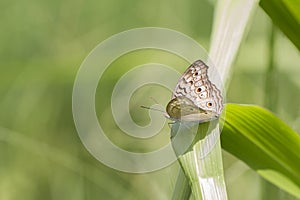 Butterfly, Gray Pasy - Junonia atlites