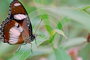 A Butterfly (Great Eggfly) Stands on a Leaf