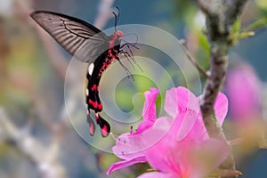 Butterfly the Great Windmill gathering pollen on pink Azalea flowers, Thailand