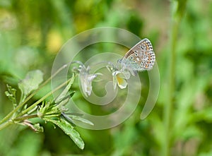 Butterfly on the gree grass