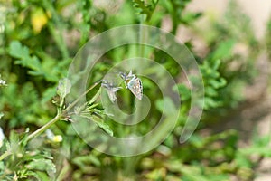 Butterfly on the gree grass