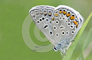 Butterfly in Greece