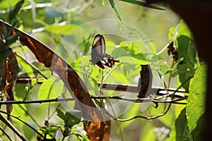 A butterfly in a green background