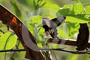 A butterfly in a green background