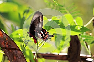 A butterfly in a green background