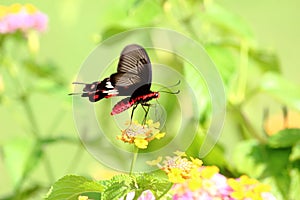 Butterfly in green background