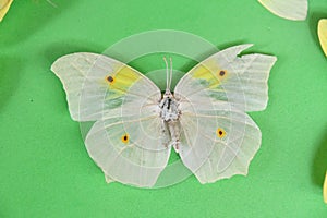 butterfly on green background, photo as a background ,taken in Arenal Volcano lake park in Costa rica central america