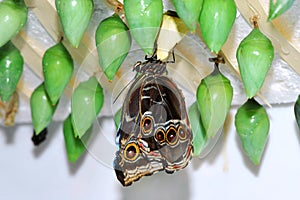Butterfly and green cocoons