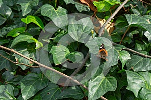 Butterfly in green foliage